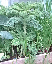 Vates Blue Curled Scotch, Kale ABS - BoxGardenSeedsLLC - Cabbage, Kale - Seeds - USA Seller, Thank you for shopping here today, Naturally Grown GMO Free Seeds, Heirloom Open Pollinated Seeds, Fresh Top Quality Premium Seeds