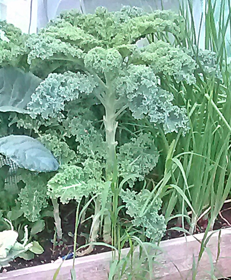 Vates Blue Curled Scotch, Kale ABS - BoxGardenSeedsLLC - Cabbage, Kale - Seeds - USA Seller, Thank you for shopping here today, Naturally Grown GMO Free Seeds, Heirloom Open Pollinated Seeds, Fresh Top Quality Premium Seeds
