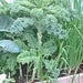 Vates Blue Curled Scotch, Kale, - BoxGardenSeedsLLC -Cabbage, Kale - Seeds