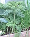 Vates Blue Curled Scotch, Kale, -- BoxGardenSeedsLLC -Cabbage, Kale - Seeds