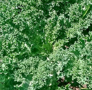Vates Blue Curled Scotch, Kale ABS - BoxGardenSeedsLLC - Cabbage, Kale - Seeds - USA Seller, Thank you for shopping here today, Naturally Grown GMO Free Seeds, Heirloom Open Pollinated Seeds, Fresh Top Quality Premium Seeds