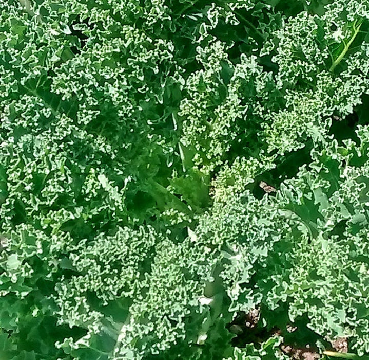 Vates Blue Curled Scotch, Kale, -- BoxGardenSeedsLLC -Cabbage, Kale - Seeds