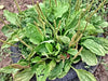 - BoxGardenSeedsLLC - Plantain, Culinary & Medicinal Herbs, - Culinary/Medicinal Herbs - Seeds