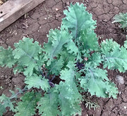 Red Russian, Kale - BoxGardenSeedsLLC - Cabbage, Kale - Seeds - USA Seller, Thank you for shopping here today, Naturally Grown GMO Free Seeds, Heirloom Open Pollinated Seeds, Fresh Top Quality Premium Seeds
