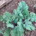 Red Russian, Kale, - BoxGardenSeedsLLC -Cabbage, Kale - Seeds