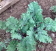 - BoxGardenSeedsLLC - Red Russian Kale - Cabbage, Kale - Seeds