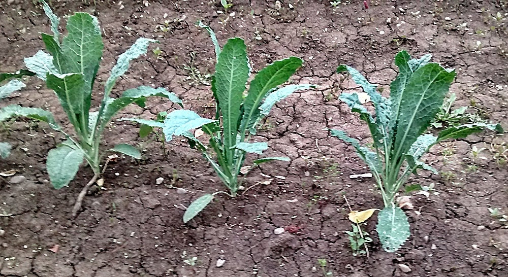 - BoxGardenSeedsLLC - Lacinato Dinosaur Kale - Cabbage, Kale - Seeds