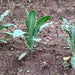 Lacinato Dinosaur, Kale, - BoxGardenSeedsLLC -Cabbage, Kale - Seeds