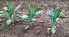 Lacinato Dinosaur, Kale, -- BoxGardenSeedsLLC -Cabbage, Kale - Seeds