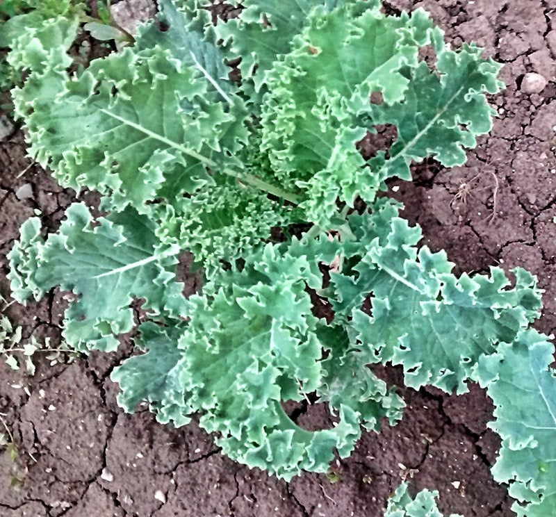 Dwarf Siberian, Kale - BoxGardenSeedsLLC - Cabbage, Kale - Seeds - USA Seller, Thank you for shopping here today, Naturally Grown GMO Free Seeds, Heirloom Open Pollinated Seeds, Fresh Top Quality Premium Seeds