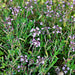 Common Thyme, Culinary & Medicinal Herbs, - BoxGardenSeedsLLC -Culinary/Medicinal Herbs - Seeds