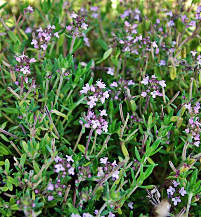 Common Thyme, Culinary & Medicinal Herbs, -- BoxGardenSeedsLLC -Culinary/Medicinal Herbs - Seeds