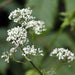 Valerian, Culinary & Medicinal Herbs, - BoxGardenSeedsLLC -Culinary/Medicinal Herbs - Seeds