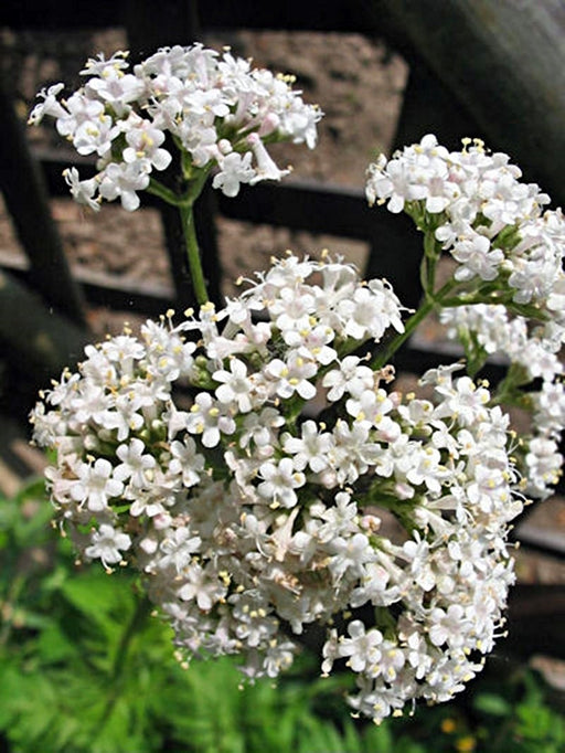 Valerian, Culinary & Medicinal Herbs, -- BoxGardenSeedsLLC -Culinary/Medicinal Herbs - Seeds