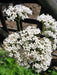 Valerian, Culinary & Medicinal Herbs, -- BoxGardenSeedsLLC -Culinary/Medicinal Herbs - Seeds