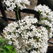 Valerian, Culinary & Medicinal Herbs, - BoxGardenSeedsLLC -Culinary/Medicinal Herbs - Seeds