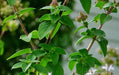 Greek, Oregano, -- BoxGardenSeedsLLC -Culinary/Medicinal Herbs - Seeds