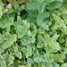 Greek, Oregano, - BoxGardenSeedsLLC -Culinary/Medicinal Herbs - Seeds