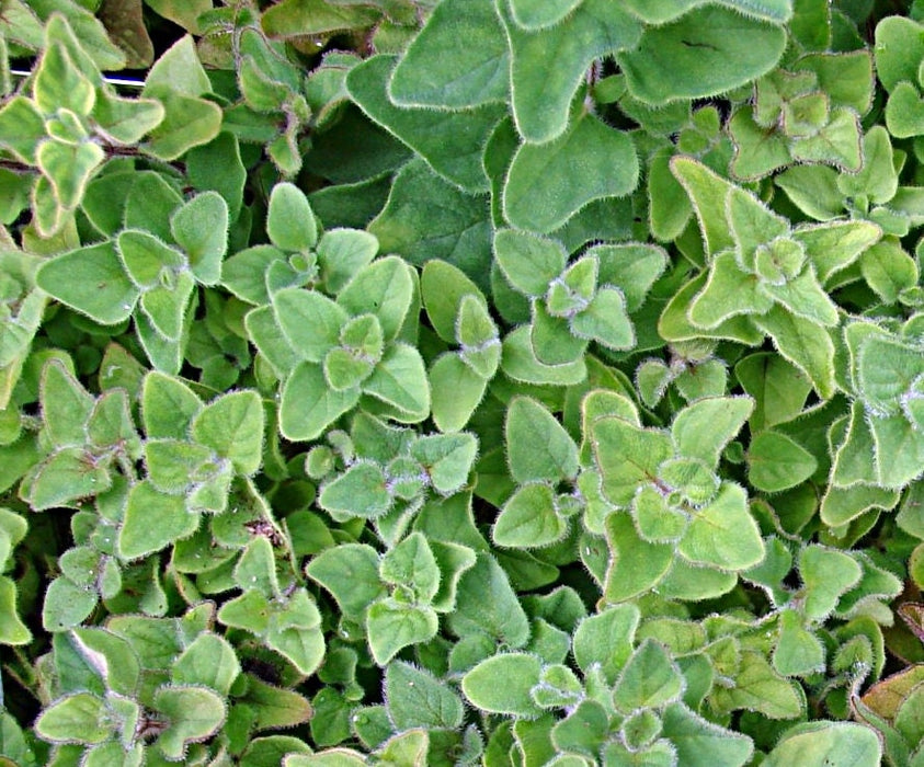 Greek, Oregano, - BoxGardenSeedsLLC -Culinary/Medicinal Herbs - Seeds