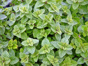 Greek, Oregano - BoxGardenSeedsLLC - Culinary/Medicinal Herbs - Seeds - USA Seller, Thank you for shopping here today, Naturally Grown GMO Free Seeds, Heirloom Open Pollinated Seeds, Fresh Top Quality Premium Seeds