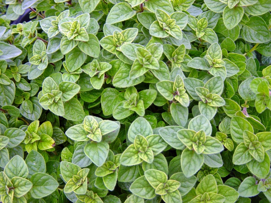 Greek, Oregano, -- BoxGardenSeedsLLC -Culinary/Medicinal Herbs - Seeds