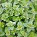 Greek, Oregano, - BoxGardenSeedsLLC -Culinary/Medicinal Herbs - Seeds