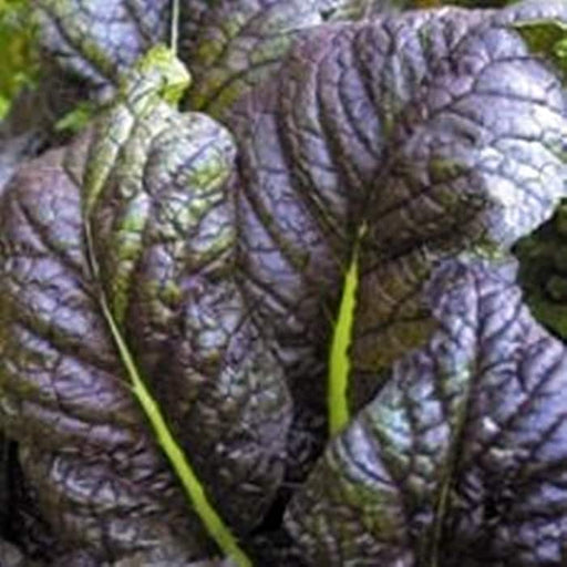 Red Giant, Mustard, - BoxGardenSeedsLLC -Gourmet/Native Greens - Seeds