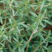 Summer Savory, Culinary & Medicinal Herbs, - BoxGardenSeedsLLC -Abundant Stock SALE - Seeds