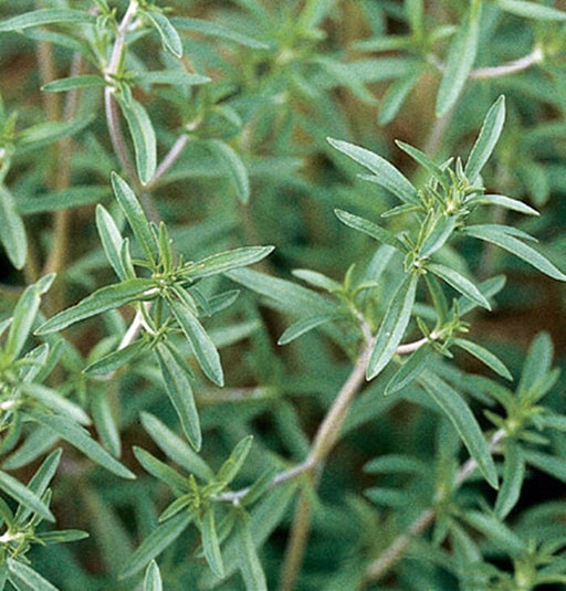 Summer Savory, Culinary & Medicinal Herbs, -- BoxGardenSeedsLLC -Abundant Stock SALE - Seeds