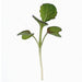 Tendergreen (Komatsuna), Mustard, - BoxGardenSeedsLLC -Gourmet/Native Greens - Seeds