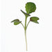 Japanese Komatsuna, Mustard, - BoxGardenSeedsLLC -Gourmet/Native Greens - Seeds