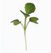 Tendergreen (Komatsuna), Mustard, -- BoxGardenSeedsLLC -Gourmet/Native Greens - Seeds