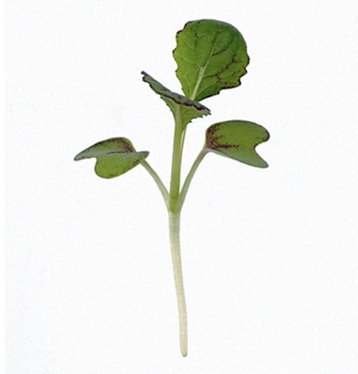 Japanese Giant Garnet, Mustard, - BoxGardenSeedsLLC - Gourmet/Native Greens - Seeds - USA Seller, Thank you for shopping here today, Naturally Grown GMO Free Seeds, Heirloom Open Pollinated Seeds, Fresh Top Quality Premium Seeds