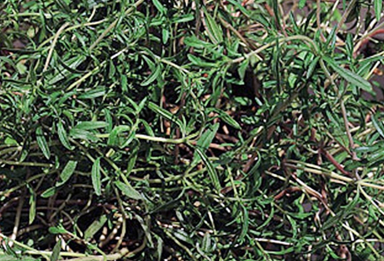 Summer Savory, Culinary & Medicinal Herbs - BoxGardenSeedsLLC - Culinary/Medicinal Herbs - Seeds - USA Seller, Thank you for shopping here today, Naturally Grown GMO Free Seeds, Heirloom Open Pollinated Seeds, Fresh Top Quality Premium Seeds