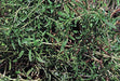 Summer Savory, Culinary & Medicinal Herbs, -- BoxGardenSeedsLLC -Abundant Stock SALE - Seeds