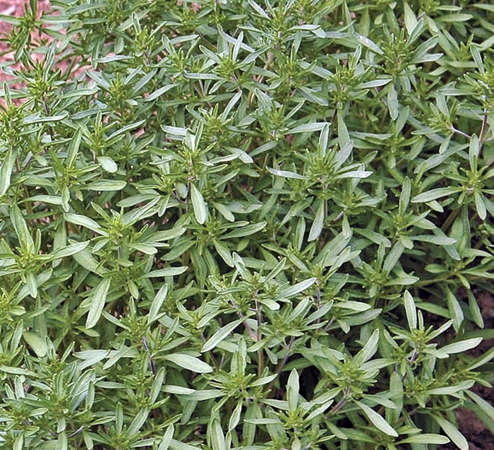 Summer Savory, Culinary & Medicinal Herbs - BoxGardenSeedsLLC - Culinary/Medicinal Herbs - Seeds - USA Seller, Thank you for shopping here today, Naturally Grown GMO Free Seeds, Heirloom Open Pollinated Seeds, Fresh Top Quality Premium Seeds