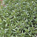 Summer Savory, Culinary & Medicinal Herbs, - BoxGardenSeedsLLC -Abundant Stock SALE - Seeds