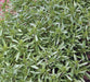 Summer Savory, Culinary & Medicinal Herbs, -- BoxGardenSeedsLLC -Abundant Stock SALE - Seeds