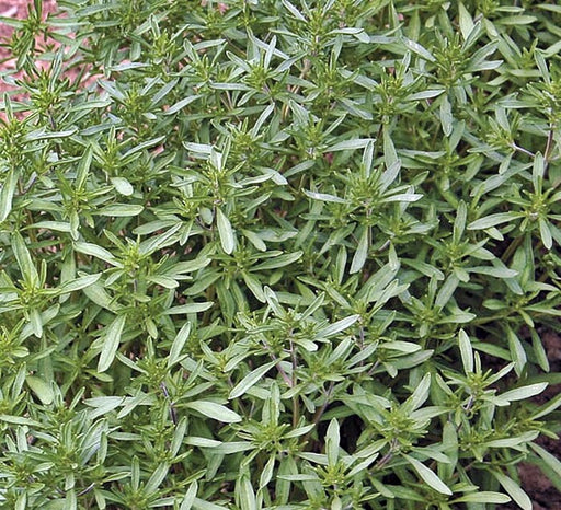 Summer Savory, Culinary & Medicinal Herbs, -- BoxGardenSeedsLLC -Abundant Stock SALE - Seeds