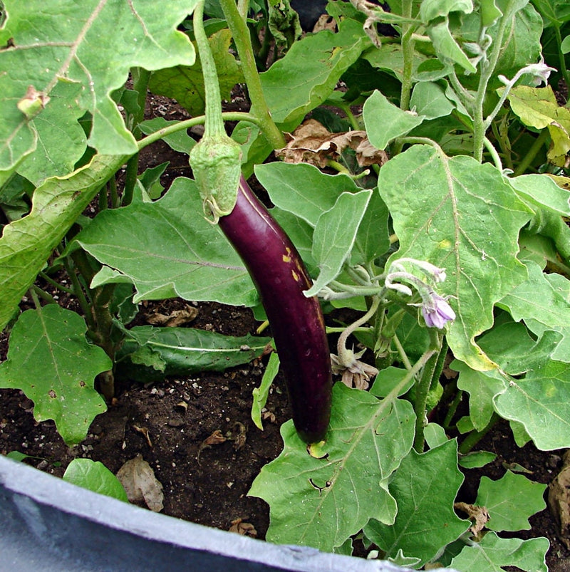 Long Purple, Eggplant - BoxGardenSeedsLLC - Peppers,Eggplants - Seeds - USA Seller, Thank you for shopping here today, Naturally Grown GMO Free Seeds, Heirloom Open Pollinated Seeds, Fresh Top Quality Premium Seeds