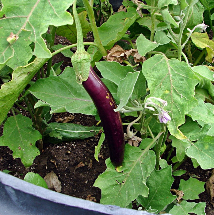 - BoxGardenSeedsLLC - Eggplant, Long Purple - Peppers,Eggplants - Seeds