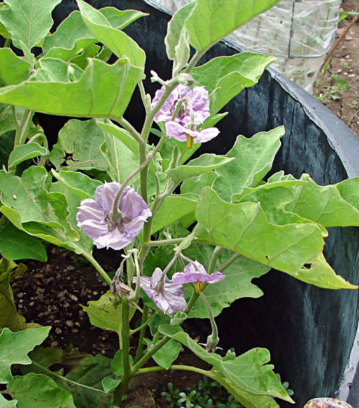 Long Purple, Eggplant, -- BoxGardenSeedsLLC -Peppers,Eggplants - Seeds