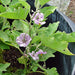 Snowy, Eggplant - BoxGardenSeedsLLC -Peppers,Eggplants - Seeds