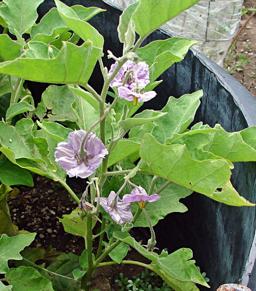 - BoxGardenSeedsLLC - Eggplant, Long Purple - Peppers,Eggplants - Seeds