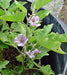 Snowy, Eggplant - BoxGardenSeedsLLC - Peppers,Eggplants - Seeds - USA Seller, Thank you for shopping here today, Naturally Grown GMO Free Seeds, Heirloom Open Pollinated Seeds, Fresh Top Quality Premium Seeds