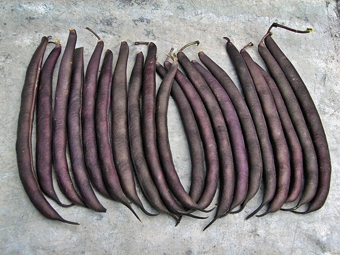 Royal Burgundy, Bush Beans - BoxGardenSeedsLLC - Beans / Dry Beans - Seeds - USA Seller, Thank you for shopping here today, Naturally Grown GMO Free Seeds, Heirloom Open Pollinated Seeds, Fresh Top Quality Premium Seeds
