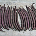 Royal Burgundy, Bush Beans, - BoxGardenSeedsLLC -Abundant Stock SALE - Seeds