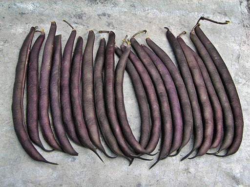 Royal Burgundy, Bush Beans, -- BoxGardenSeedsLLC -Beans / Dry Beans - Seeds