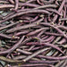 Royal Burgundy, Bush Beans, - BoxGardenSeedsLLC -Abundant Stock SALE - Seeds