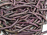 Royal Burgundy, Bush Beans - BoxGardenSeedsLLC - Beans / Dry Beans - Seeds - USA Seller, Thank you for shopping here today, Naturally Grown GMO Free Seeds, Heirloom Open Pollinated Seeds, Fresh Top Quality Premium Seeds